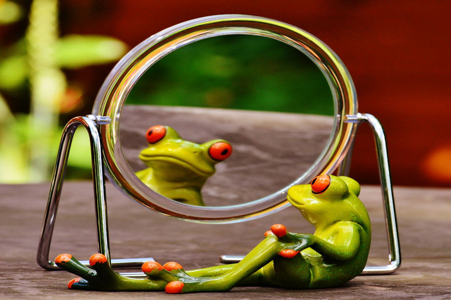 Frog in the mirror
